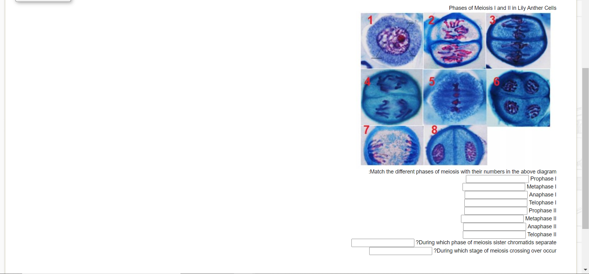 Solved Phases of Meiosis I and II in Lily Anther Cells 1 7 8 | Chegg.com