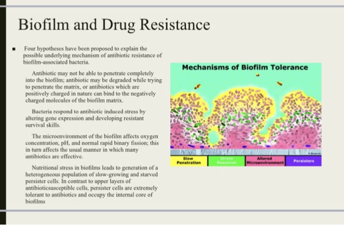 Solved: 1)Discuss The 5 Consecutive Steps Of Biofilm Forma... | Chegg.com