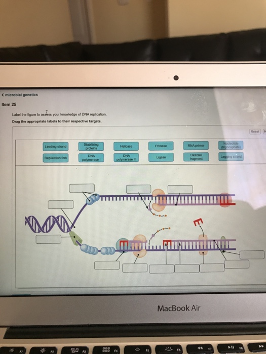 Solved 《 microbial genetics Item 25 Label he fgure to assess | Chegg.com