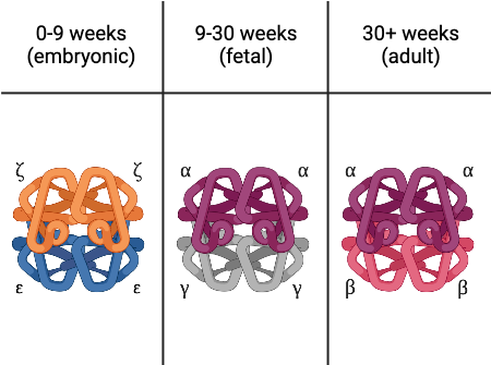 Solved QuestionInterpreting A Graph Of Hemoglobin & Oxygen | Chegg.com