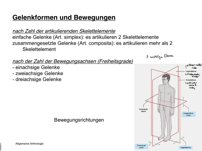 Lokomotion Anatomie Flashcards Chegg Com