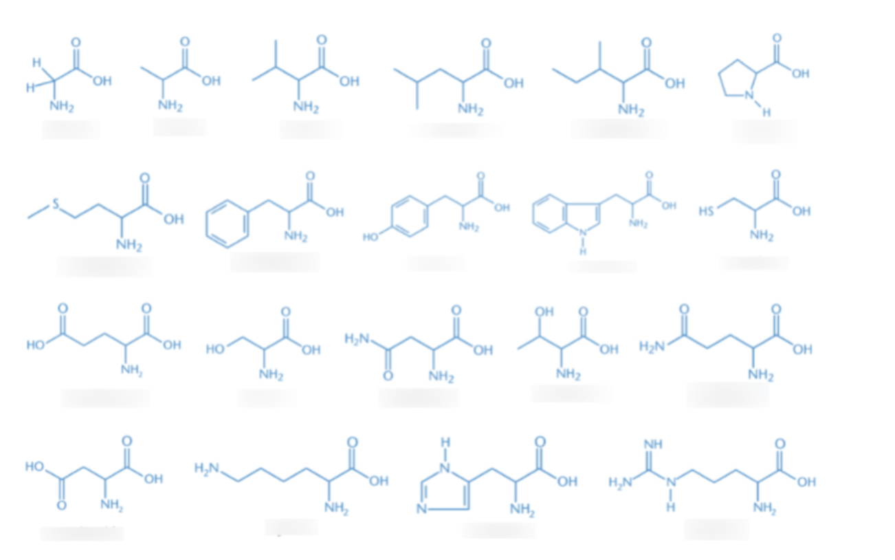 Solved IDENTIFY EACH AMINO ACID BY WRITING NAME OVER THE | Chegg.com
