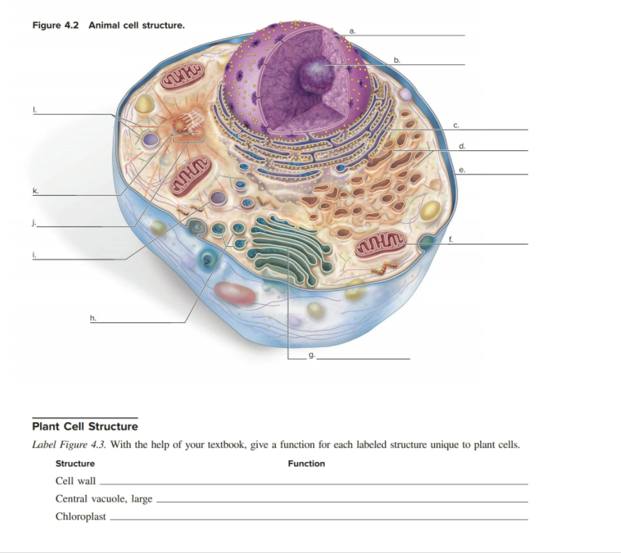 Solved Compare and contrast animal and plant cells. What | Chegg.com