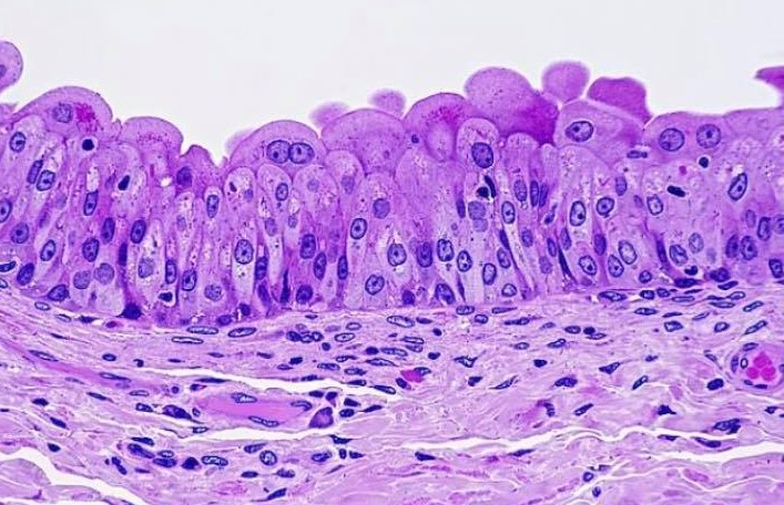 Solved 1. This Muscle Tissue Is Arranged In What Section 2. | Chegg.com