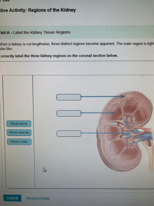 Solved tive Activity: Regions of the Kidney art A- Label the | Chegg.com