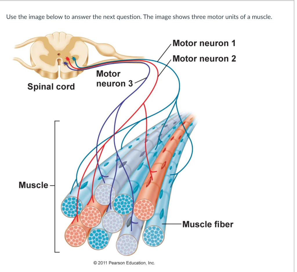Solved Use the image below to answer the next question. The