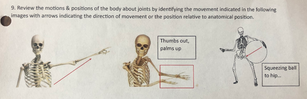 Solved 9. Review the motions & positions of the body about | Chegg.com