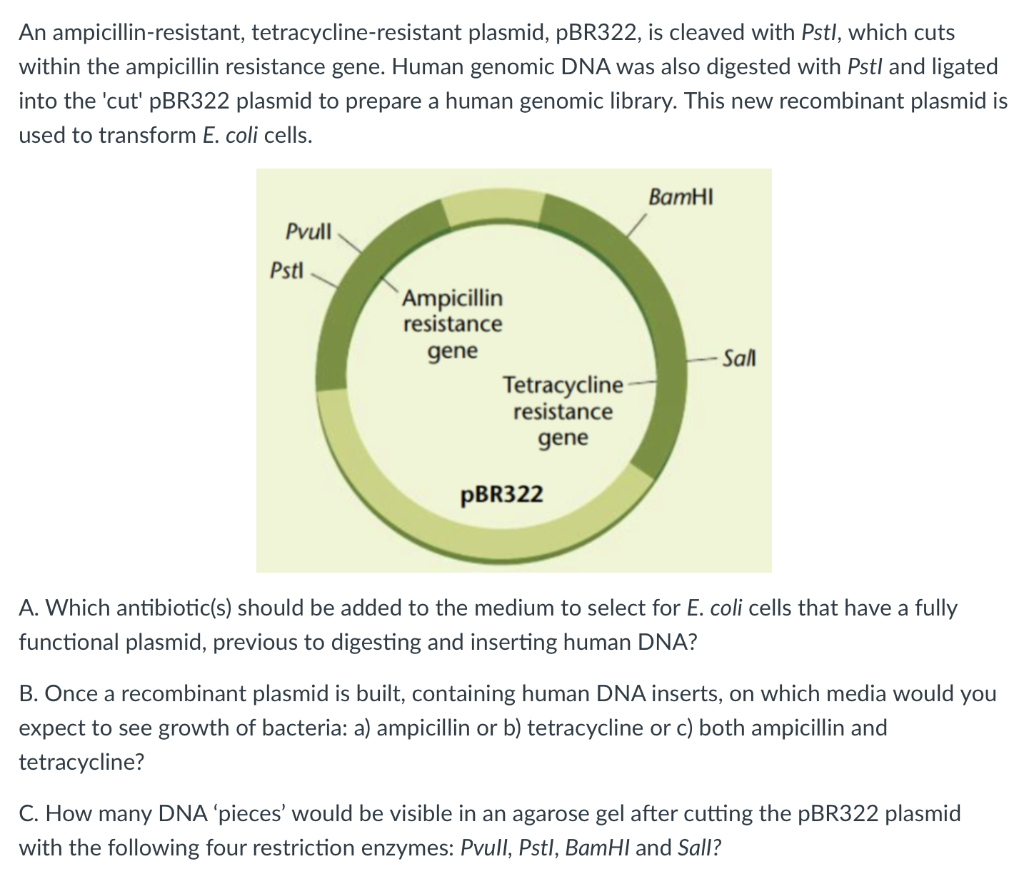 solved-an-ampicillin-resistant-tetracycline-resistant-chegg