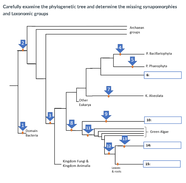 Carefully examine the phylogenetic tree and determine the missing synapomorphies and taxonomic groups