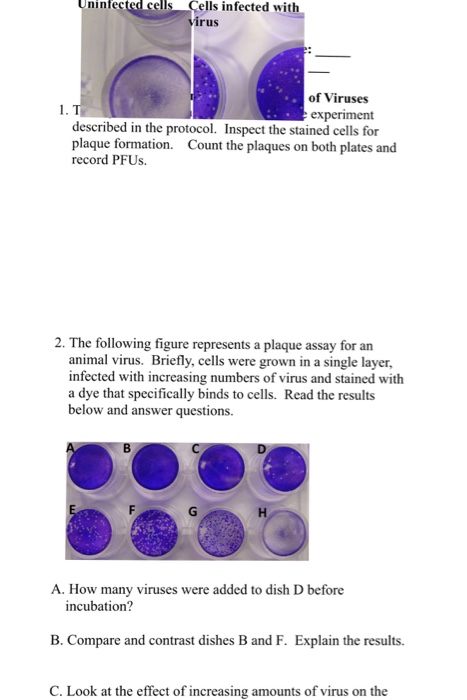 Solved Uninfected cells Cells infected with irus of Viruses | Chegg.com