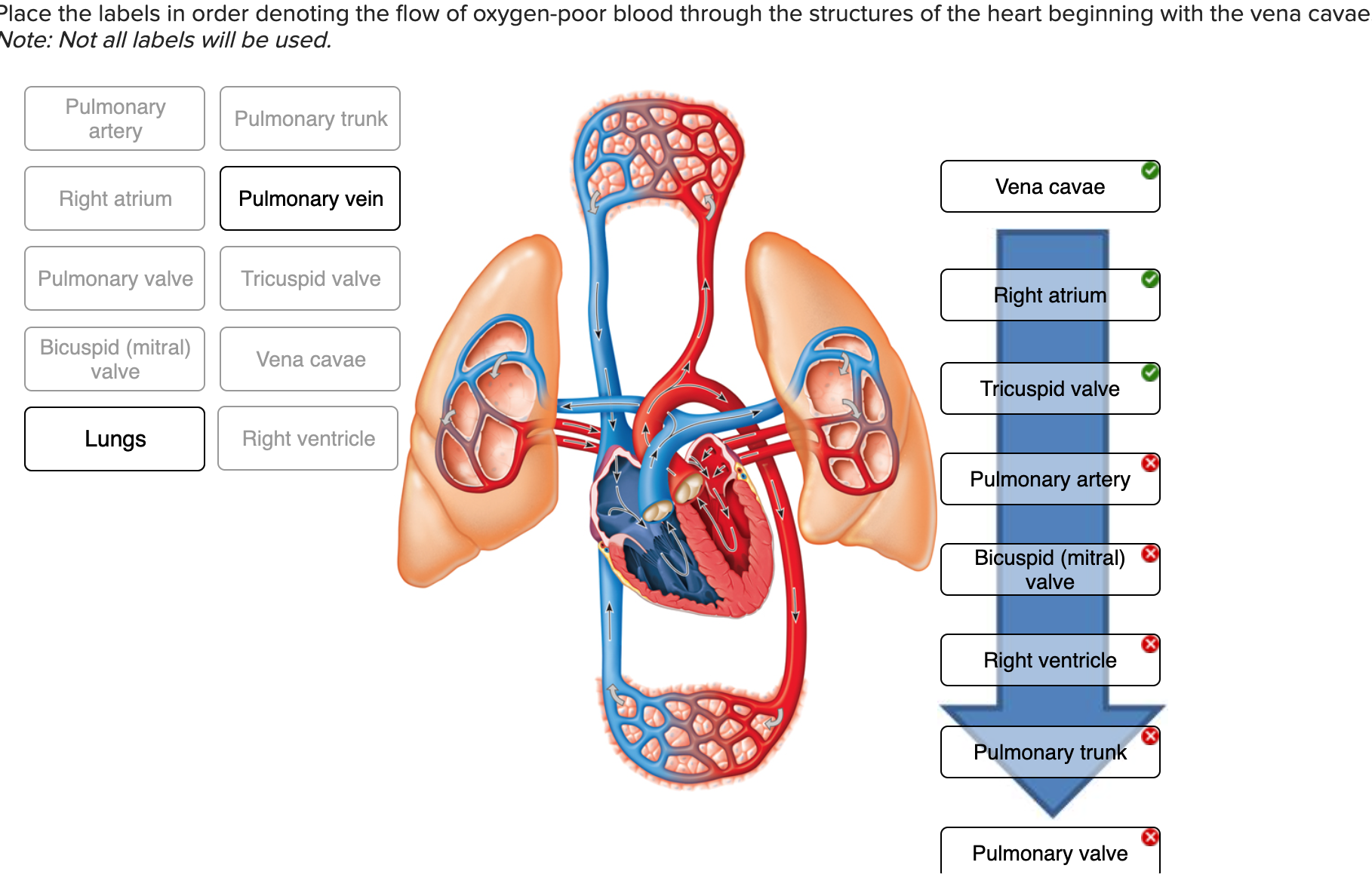 improve-tinnitus-and-blood-flow-to-the-genitalia-youtube