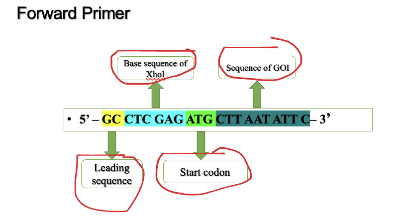 Solved For this forward and reverse primer find the circled | Chegg.com