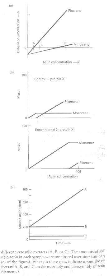 Actin Filaments A Concise Overview For Students And Scientists - a2e2ed3