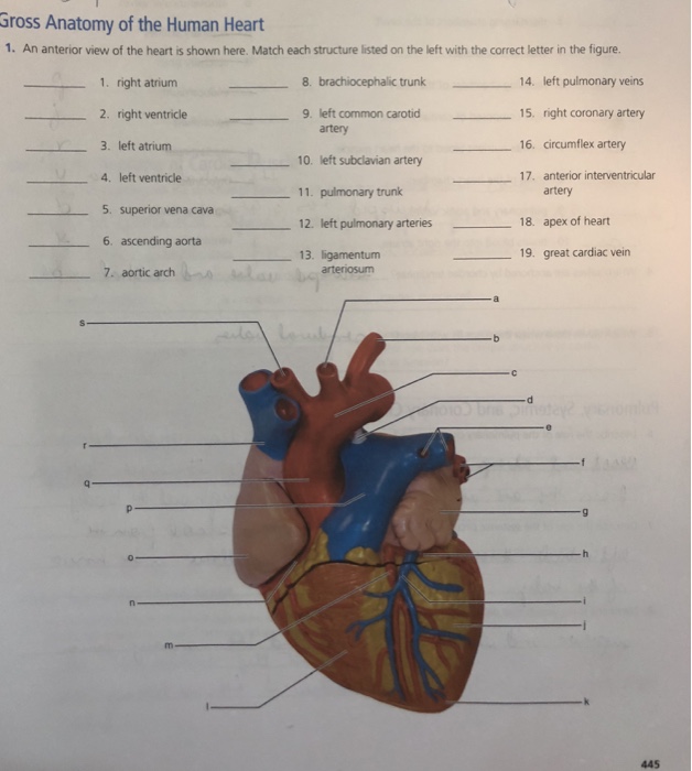 Get Anatomy Of Heart Matching Pictures | ccpopo