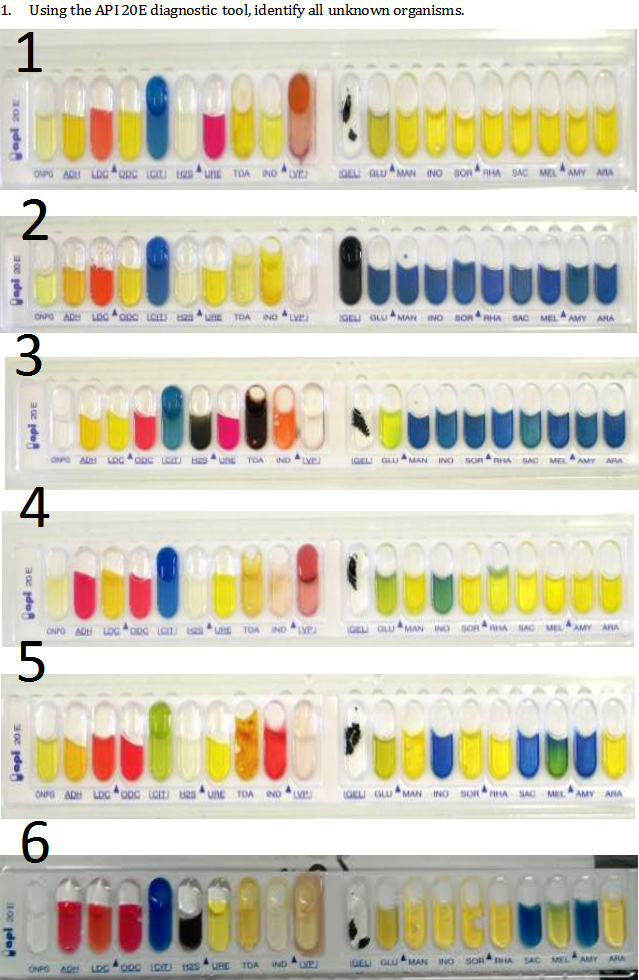 api 20e reading scale color chart Api 20e identification table