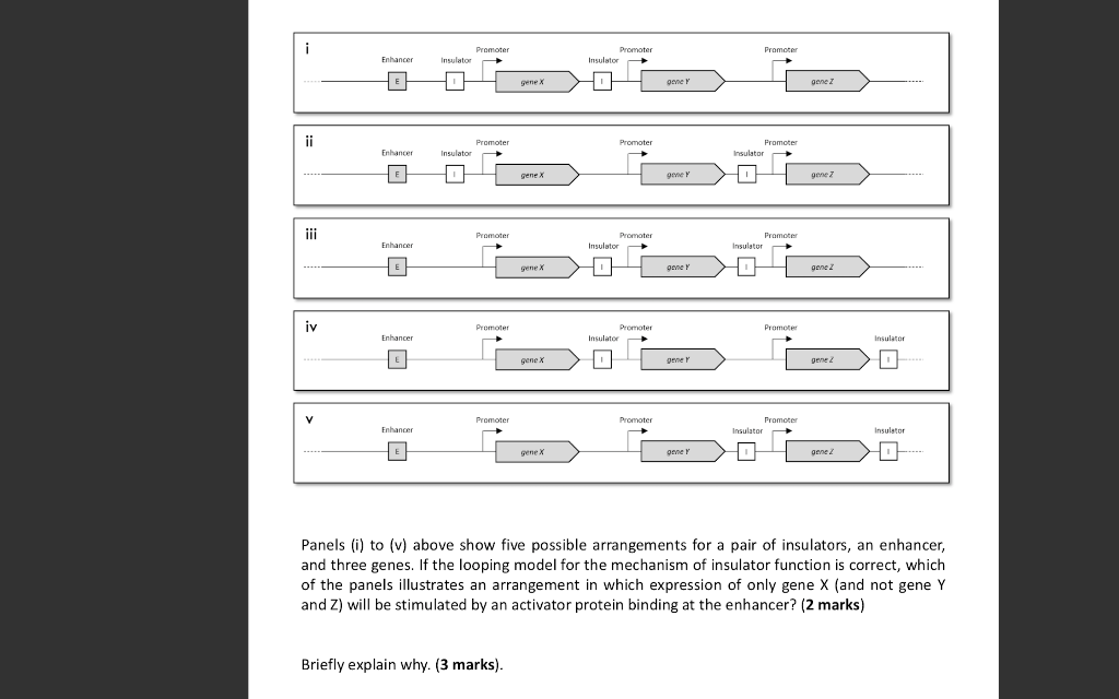 Solved i Promoter Promoter Insulator Promoter Enhancer | Chegg.com
