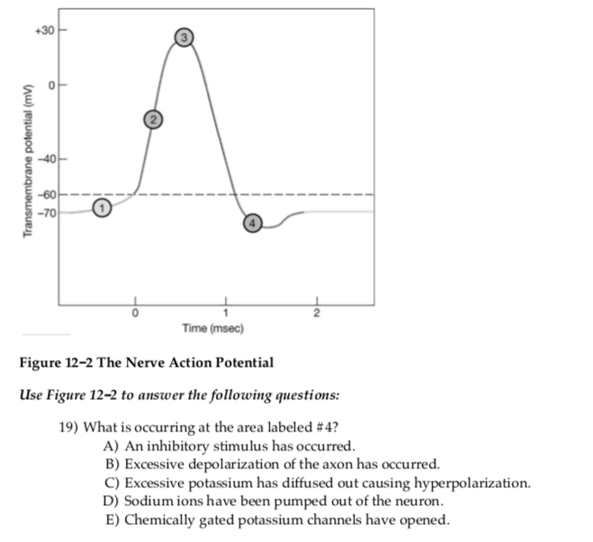 Action Potential Labeled Graph Digitalpictures