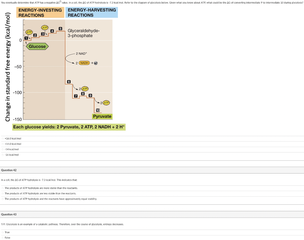 Each glucose yields: 2 Pyruvate, 2 ATP, \( 2 \mathrm{NADH}+2 \mathrm{H}^{+} \)
\( +16.0 \mathrm{kcal} / \mathrm{mol} \)
+14.0