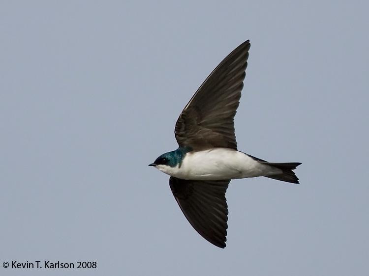 Swallow is a small bird with dark, glossy-blue back, red throat