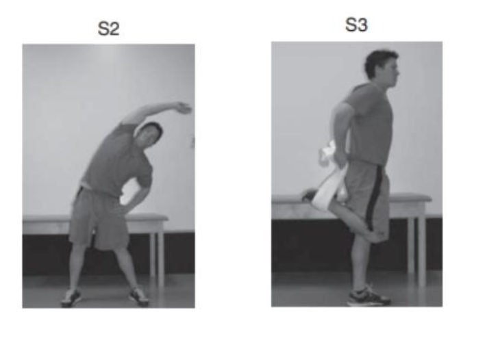 Solved Q1 Using Frame S3, How are the abdominal muscles | Chegg.com