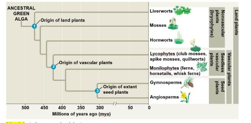 Solved Developmental history of terrestrial plants | Chegg.com