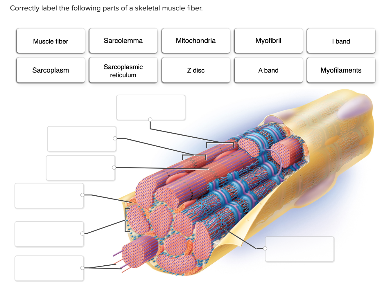 Correctly label the following parts of a skeletal muscle