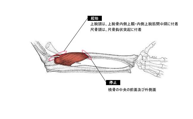 四肢と体幹の運動 Flashcards Chegg Com