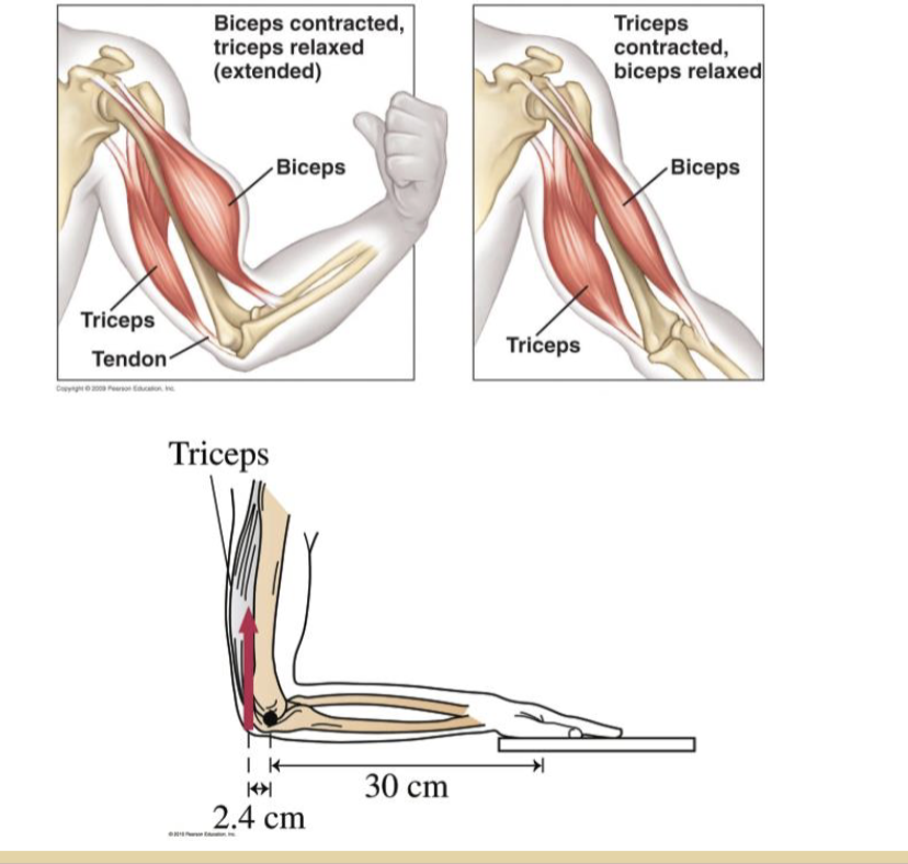 Solved The triceps are a set of muscles that act similar