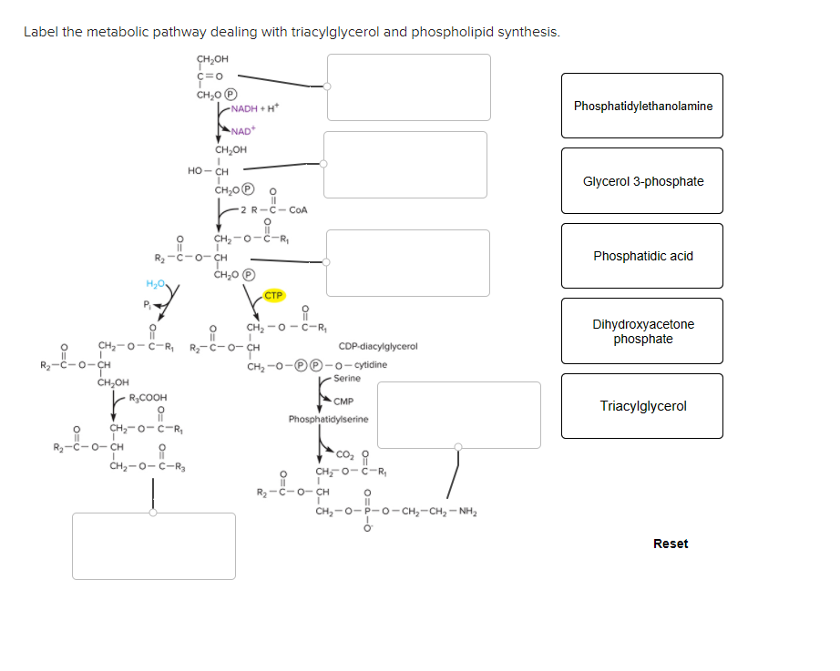 Solved Label The Metabolic Pathway Dealing With Triacylgl Chegg Com