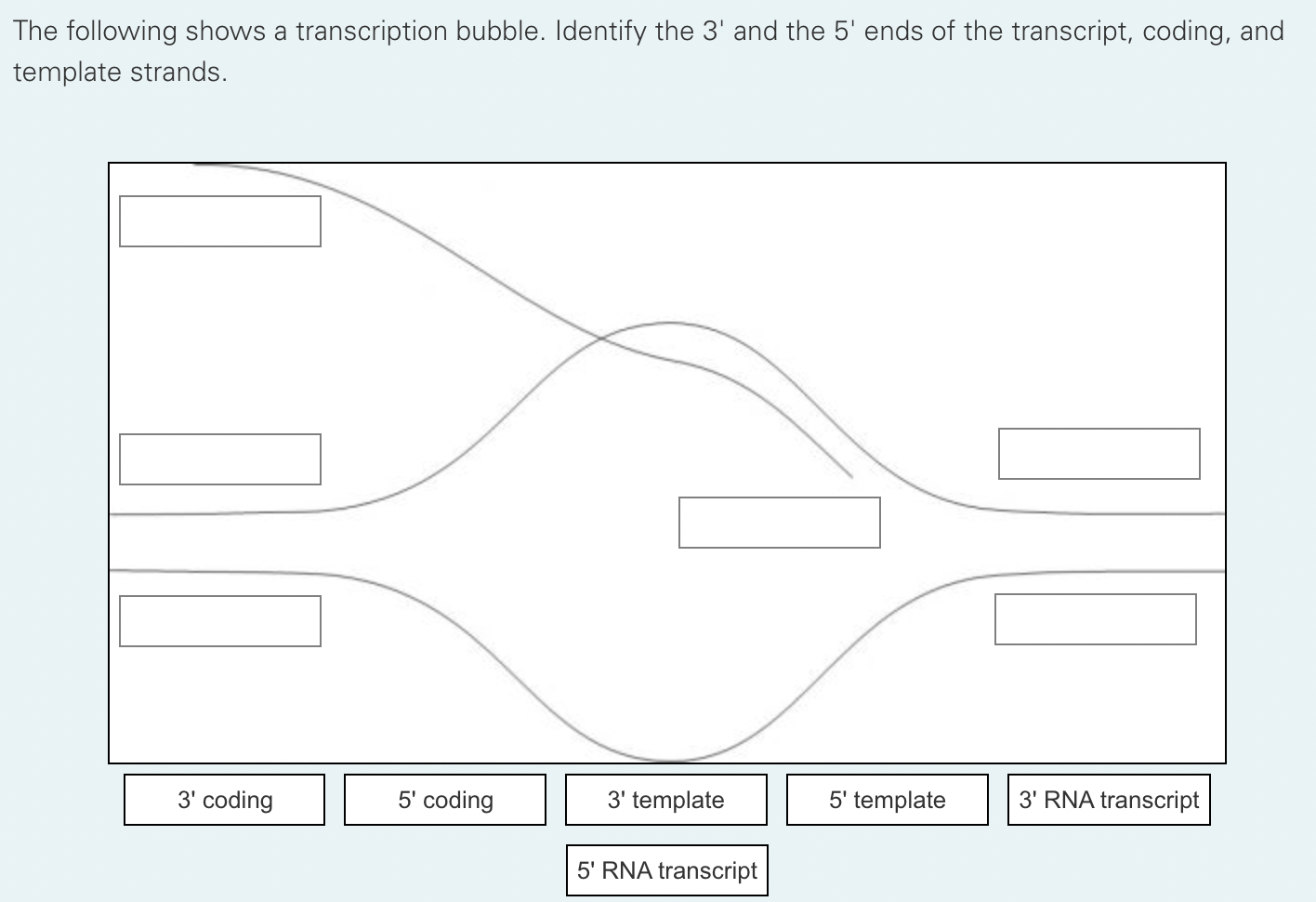 Solved The Following Shows A Transcription Bubble. Identify | Chegg.com