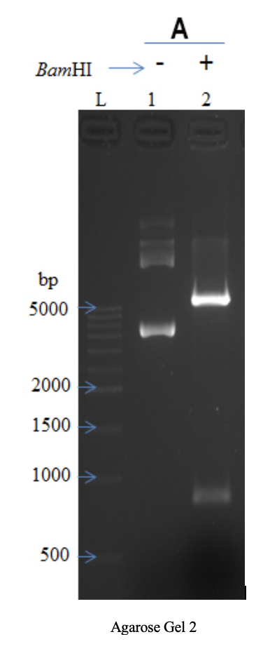 Solved The ethidium bromide stained Agarose Gel 1 below | Chegg.com