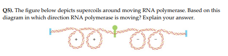 [Solved]: Q5). The figure below depicts supercoils around