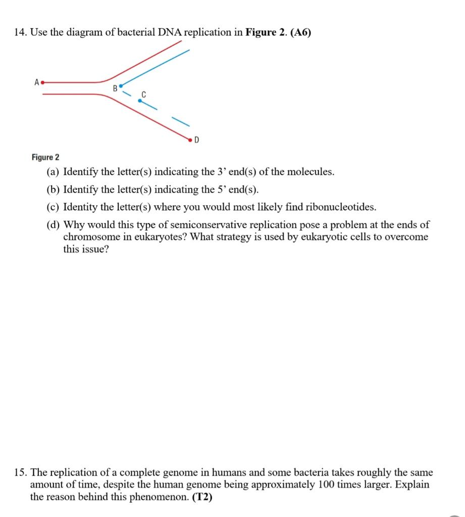 Solved 14. Use the diagram of bacterial DNA replication in | Chegg.com