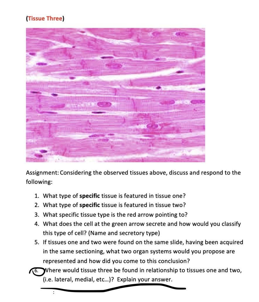 (Tissue Three)
Assignment: Considering the observed tissues above, discuss and respond to the following:
1. What type of spec