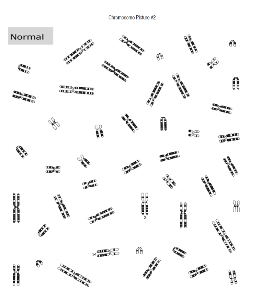 cellprofiler identify chromosomes