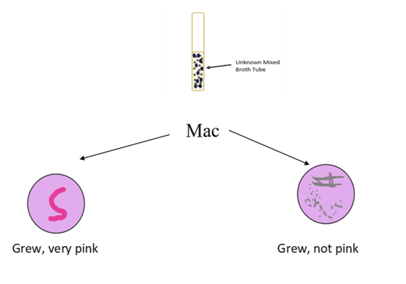 Solved I NEED HELP MAKING A DICHOTOMOUS KEY Building Your | Chegg.com