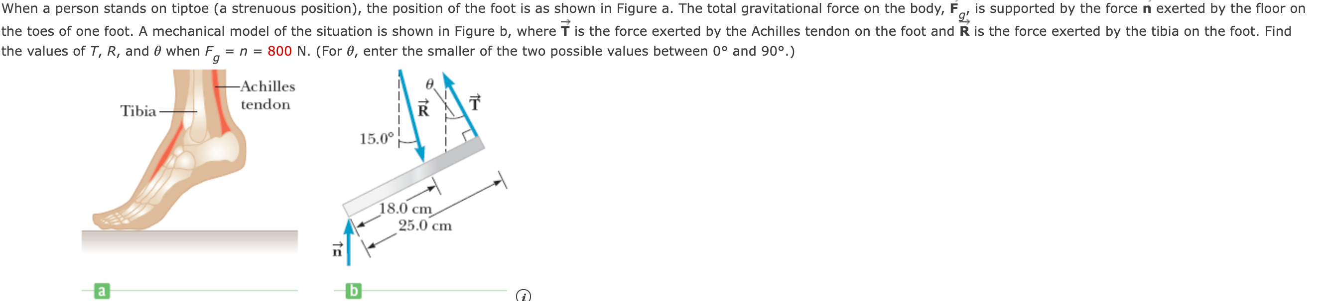 Solved When A Person Stands On Tiptoe (a Strenuous | Chegg.com