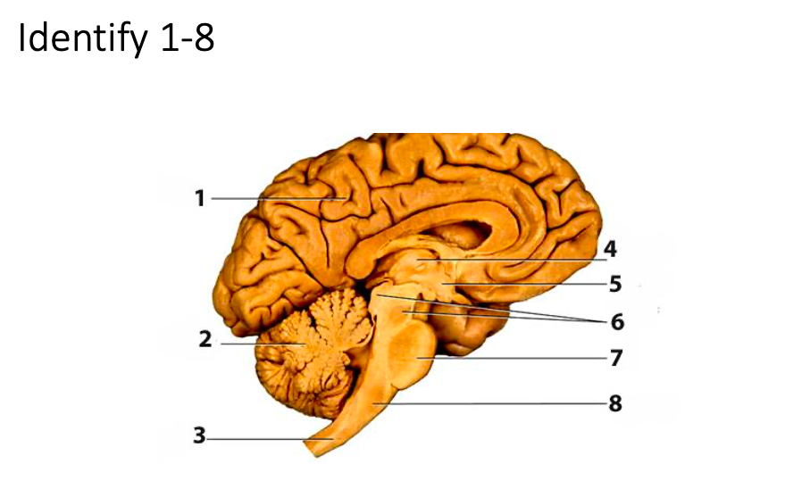 solved-identify-1-8-1-4-5-6-2-7-8-3-chegg