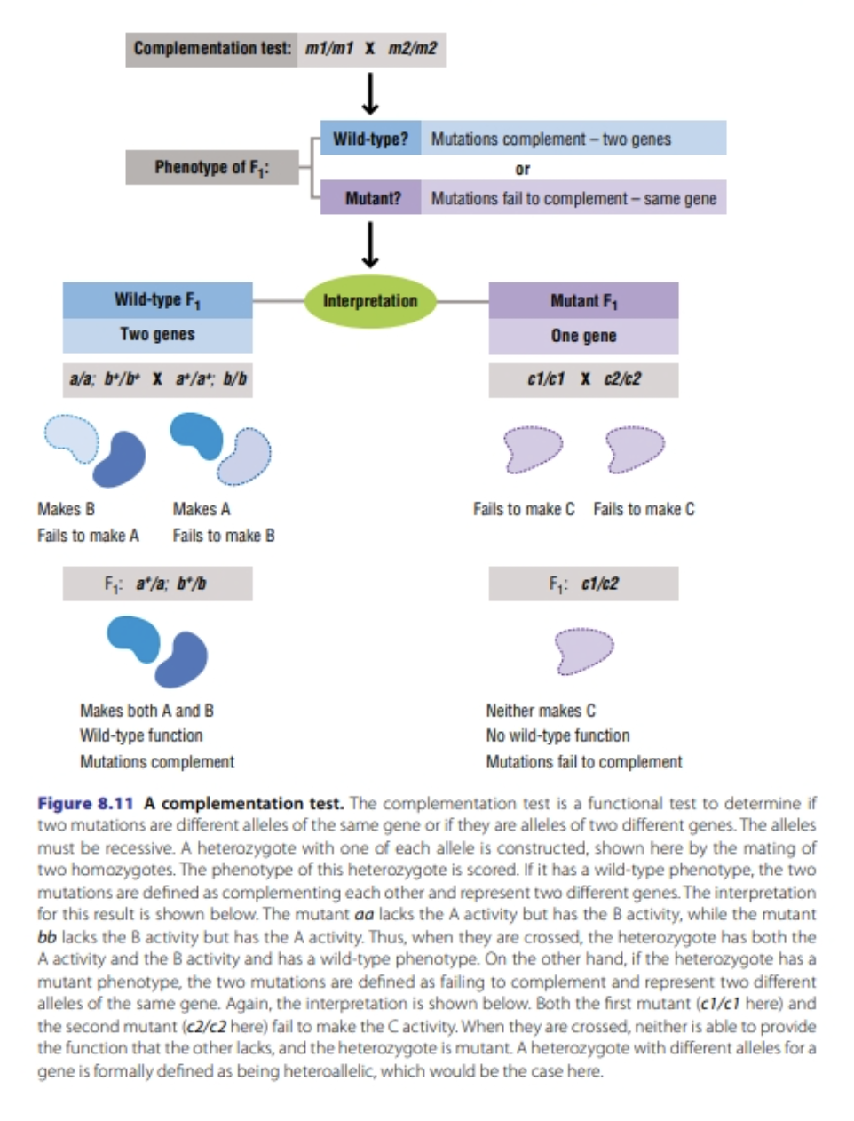 Solved In rabbits and many other mammals, the C gene is | Chegg.com