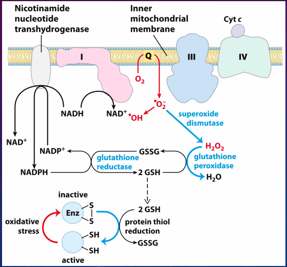 Solved Nicotinamide nucleotide transhydrogenase Inner | Chegg.com