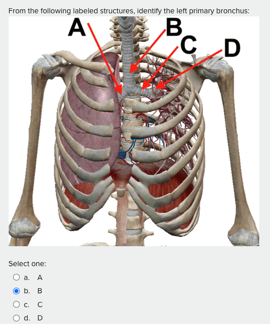 Solved From the following labeled structures, identify the | Chegg.com