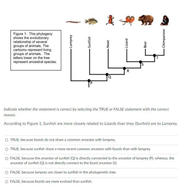 Solved Lamprey Sunfish Figure 1: This Phylogeny Shows The 