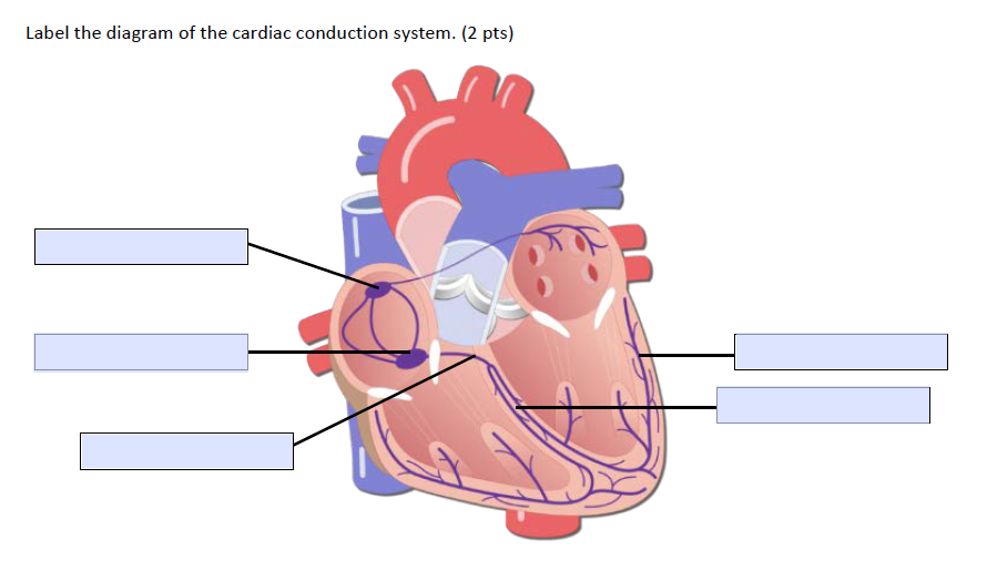 conduction system of the heart diagram