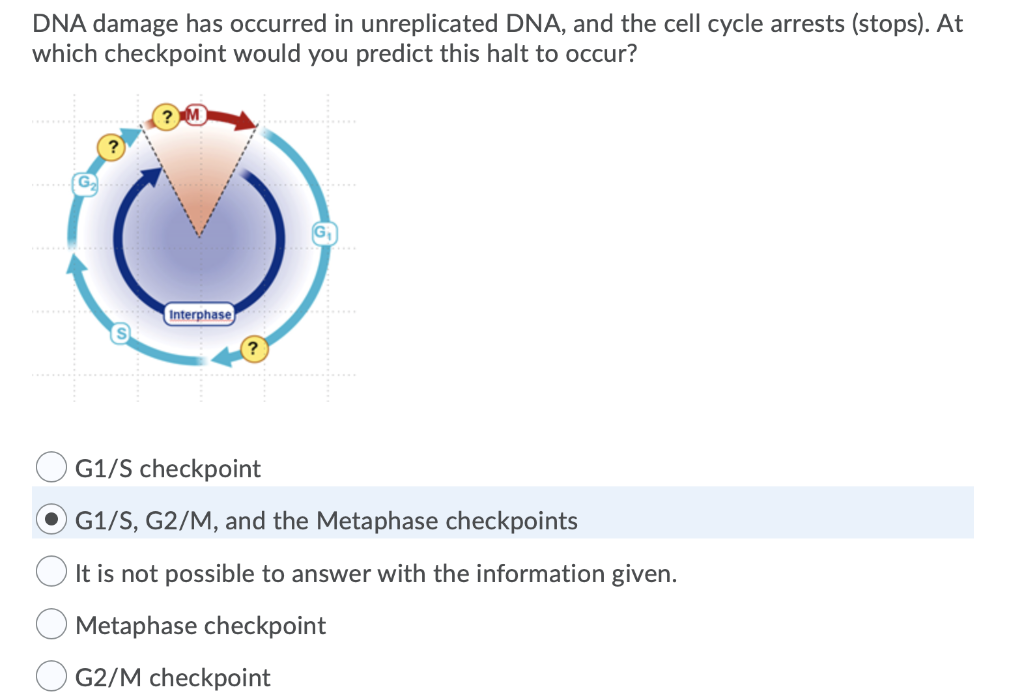 Solved DNA damage has occurred in unreplicated DNA, and the | Chegg.com