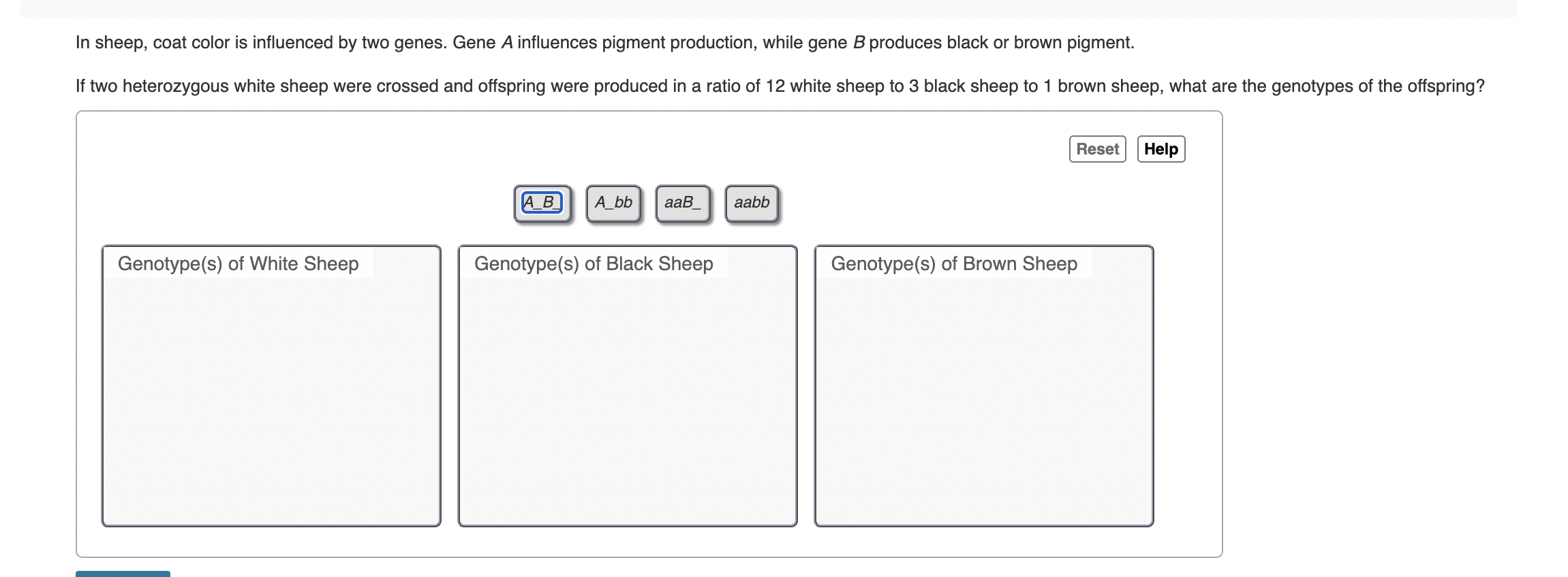 In sheep, coat color is influenced by two genes. Gene \( A \) influences pigment production, while gene \( B \) produces blac