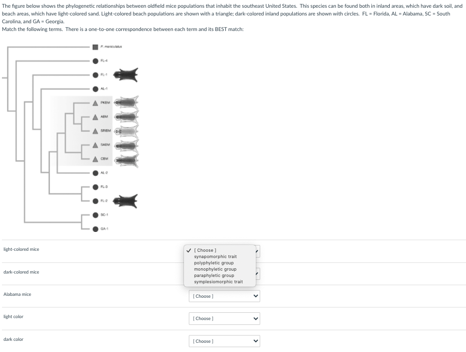 Solved The figure below shows the phylogenetic relationships | Chegg.com