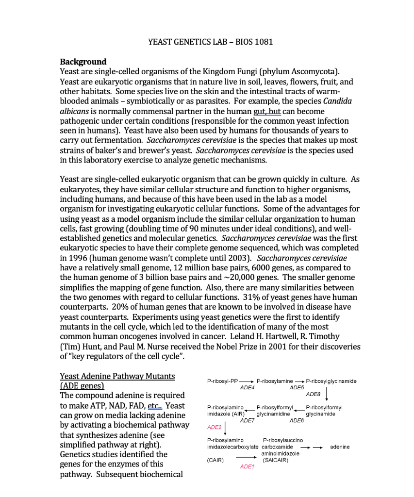 YEAST LAB BIOS 1081 Background Yeast are