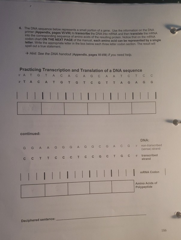 Solved 4. The DNA sequence below represents a small portion | Chegg.com