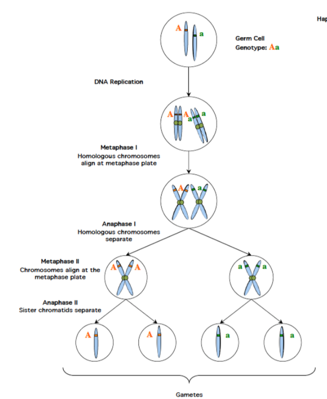 Solved n) What are the genotypes of the gametes in the Aa | Chegg.com