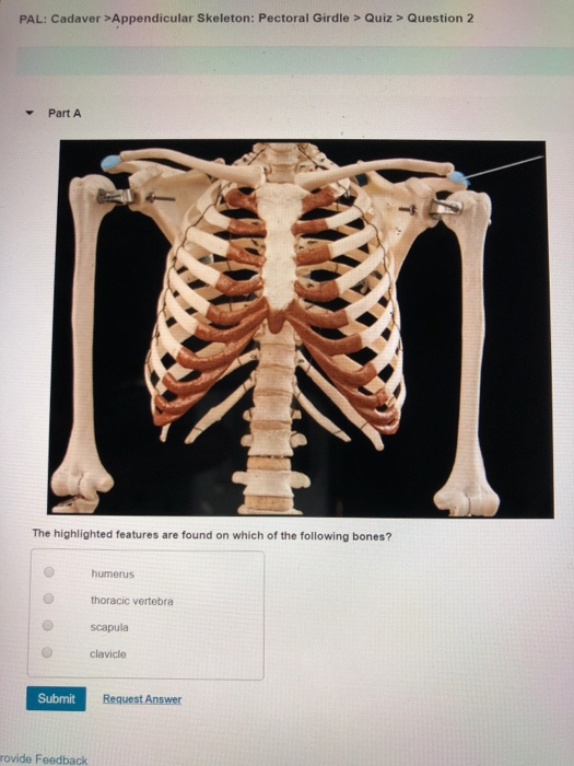 Solved: 1.) The Highlighted Features Are Found On Which Of... | Chegg.com